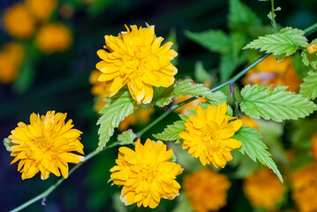 Japanese Kerria Pleniflora or Japanese rose - Kerria japonica
