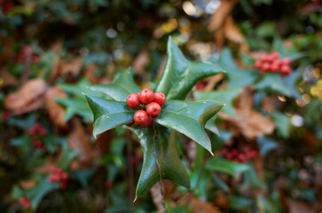 Ilex aquifolium branch close up