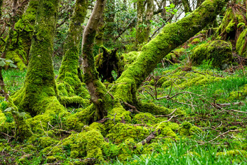 Amazing trees covered with moss,, view of Scottish landscape, Highlands, Scotland, Isle of Sky