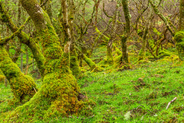 Fototapeta premium Amazing trees covered with moss,, view of Scottish landscape, Highlands, Scotland, Isle of Sky