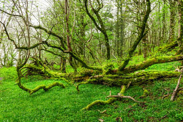 Fototapeta premium Amazing trees covered with moss,, view of Scottish landscape, Highlands, Scotland, Isle of Sky