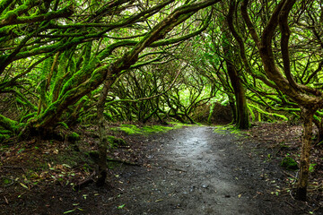 Obraz premium Amazing rhododendron branches alley covered with moss,, view of Scottish landscape, Highlands, Scotland, Isle of Sky