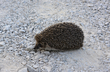 a hedgehog walking on the gravel road isolated, close up  