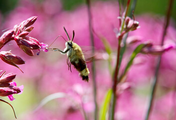 A broad-bordered bee hawk moth searching for nectar in sticky catchfly flowers