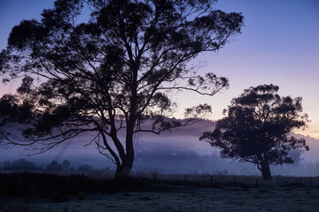 Misty morning with silhouetted trees in paddock