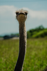 The graceful elongated neck and regal head of an ostrich capture attention, showcasing nature's marvel in form and poise.