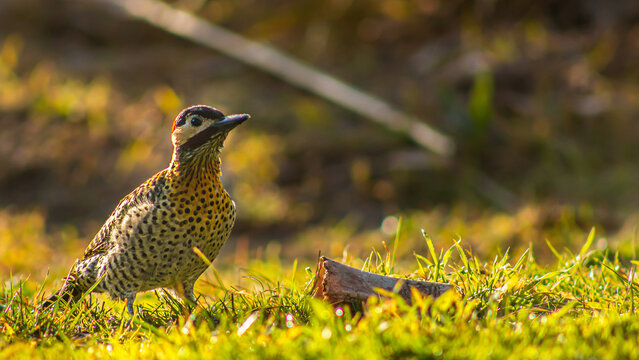 carpintero in the field