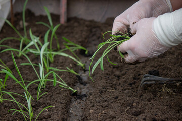 a farmer plants seedlings. Selective focus.