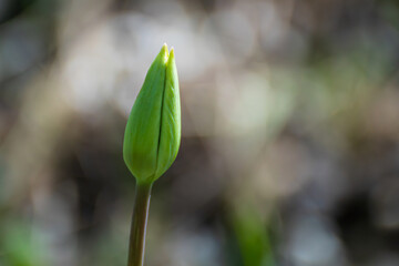 Obraz premium Green tulip bud close-up in spring, flowers with blurred bokeh background. Romantic botany foliage with selective focus