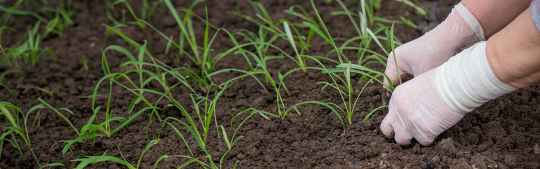 a farmer plants seedlings. Selective focus.