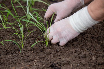 a farmer plants seedlings. Selective focus.