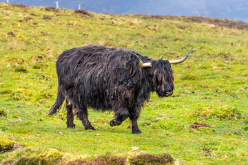 Scottish shaggy cow in a pasture, Highlands, Scotland, Isle of Skye