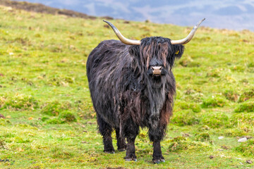 Scottish shaggy cow in a pasture, Highlands, Scotland, Isle of Skye