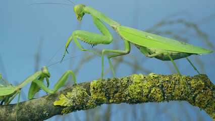 Male praying mantis approaches very large female. Praying mantis mating. Transcaucasian tree mantis (Hierodula transcaucasica)