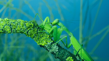 Large female green praying mantis greedily eating green grasshopper sitting on tree branch covered with lichen. Transcaucasian tree mantis (Hierodula transcaucasica)