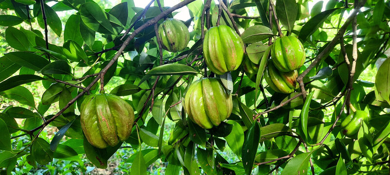 Garcinia gummi-gutta names include Garcinia cambogia, as well as brindleberry