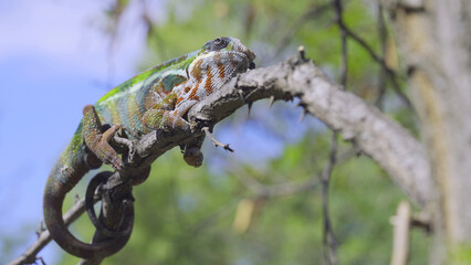 Chameleon lies on branch and looks at up on sunny day on blue sky background. Panther chameleon (Furcifer pardalis)