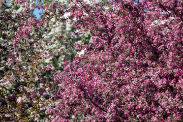 Apple tree blossom, tender pink flowers on branches. Spring vibrant blooming garden close-up with blurred background