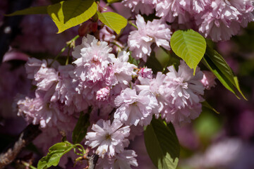 Pink sakura flowers blooming on branches with green leaves and blurred background. Sunny spring garden close-up