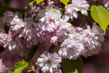 Pink sakura flowers blooming on branches with green leaves and blurred flowery background. Sunny spring garden close-up