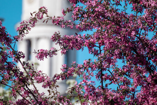 Pink apple tree blooming branches with the Assumption or Dormition Cathedral clock tower blurred in blue sky background. Sightseeing in spring Kharkiv, Ukraine	