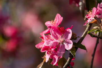 Pink apple tree blossom close-up, flowers on sunny branches. Spring vibrant pink flowers bloom in garden with blurred background	