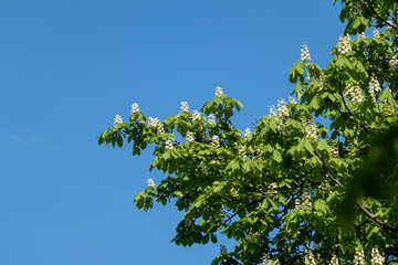Fototapeta premium Chestnut tree blooming with white flowers on branches with green vivid leaves with blue sky background. Spring blossom
