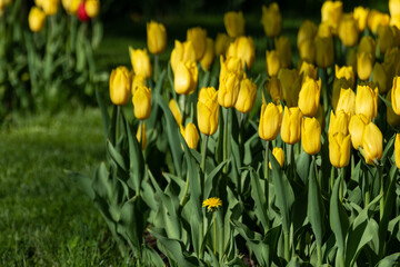 Yellow tulips flowerbed with leaves greenery, field of flowers close-up with blurred background, spring city park