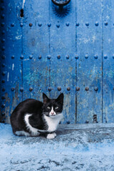 Blue wall cat: A serene feline effortlessly graces the scene, offering a charming contrast against a vibrant blue backdrop.
