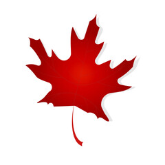 Red vector maple leaf on isolated background.Autumn symbol.