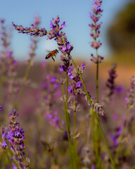 A tiny bee buzzing amidst vibrant lavender fields, savoring the sweet nectar of nature's delicate blooms.