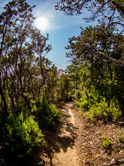 Schmaler Pfad durch den Wald