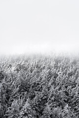 Obraz na płótnie Canvas A snow-covered forest veiled in a mystical mist, creating an enchanting and serene ambiance.