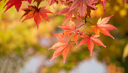 Autumn maple momiji leaf. Seasonal natural foliage in fall season. Natural background with copy space.