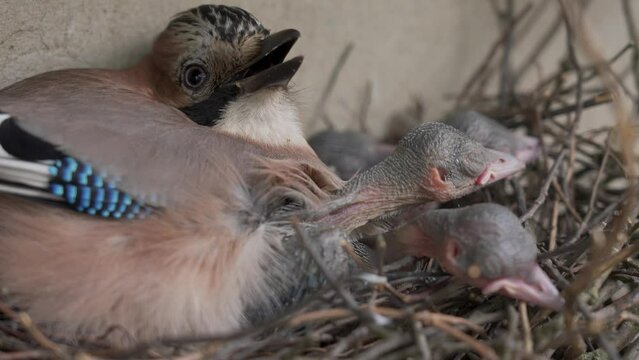 Blue jay mother with chiks in a nest