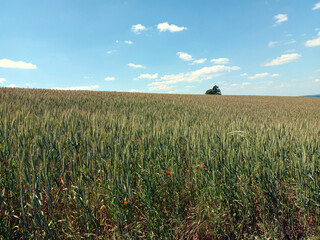 Idyllische Sommerlandschaft auf dem Land: Feld mit Baum und blauem Himmel mit weißen Wolken im Hintergrund im Juni im Norden von Luxemburg bei Bourscheid. Blick vom Wanderweg Escapardenne Lee Trail. 