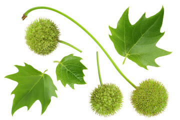 fruit and leaves of sycamore plane tree isolated on white bacground. Top view. Flat lay