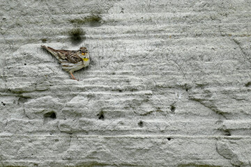 Steinsperling (Petronia petronia) in einer Felswand //
Rock sparrow in a rock face - Greece