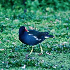 Moorhen on the park