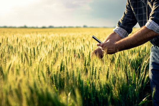 Young farmer standing in a green wheat field taking photo of crop with phone.