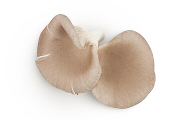 Fototapeta na wymiar Oyster mushrooms isolated on white background with full depth of field. Top view. Flat lay