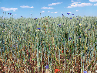 Feldblumen in violett und rot im Sommer mit blauem Himmel mit weißen Wolken im Hintergrund im Juni...
