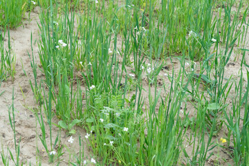 Blossoming green manure plants used for green sustainable agriculture and soil amelioration on natural settings