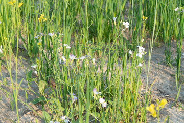 Blossoming green manure plants used for green sustainable agriculture and soil amelioration on natural settings
