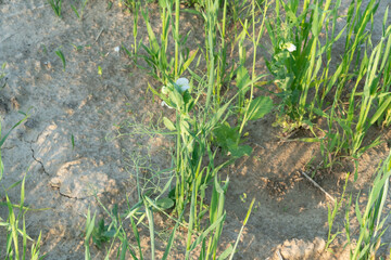 Blossoming green manure plants used for green sustainable agriculture and soil amelioration on natural settings