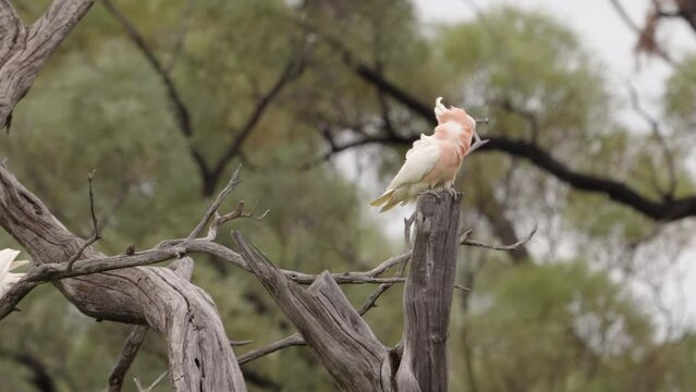 a slow motion clip of a major mitchell's cockatoo perching  on a tree stump at western queensland, australia