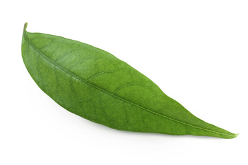 Green lychee leaf isolated on a white background