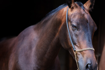 art portrait of beautiful bay Akhalteke stallion against black background. close up