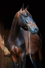 art portrait of beautiful bay Akhalteke stallion against black background near enter door.