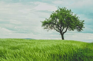 tree on green field